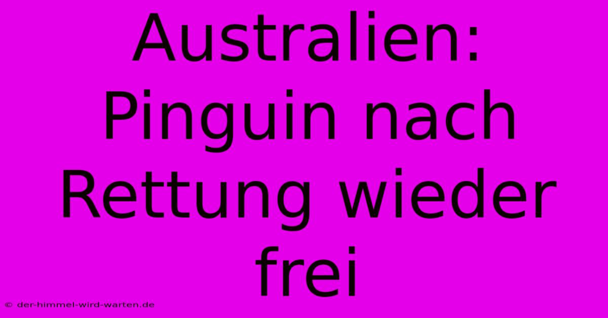 Australien: Pinguin Nach Rettung Wieder Frei