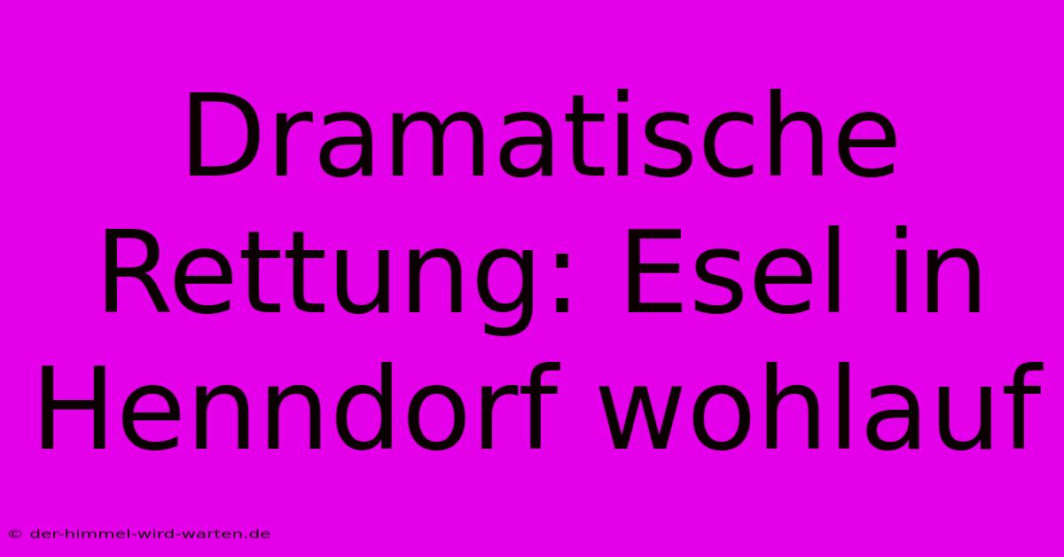 Dramatische Rettung: Esel In Henndorf Wohlauf