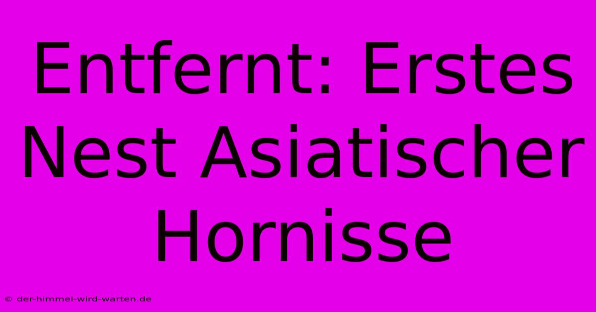 Entfernt: Erstes Nest Asiatischer Hornisse