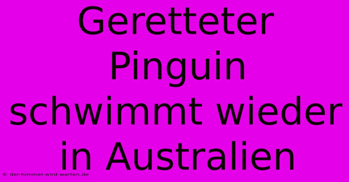 Geretteter Pinguin Schwimmt Wieder In Australien