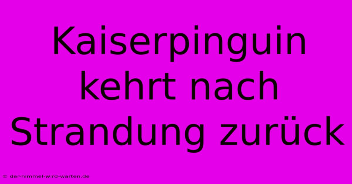 Kaiserpinguin Kehrt Nach Strandung Zurück