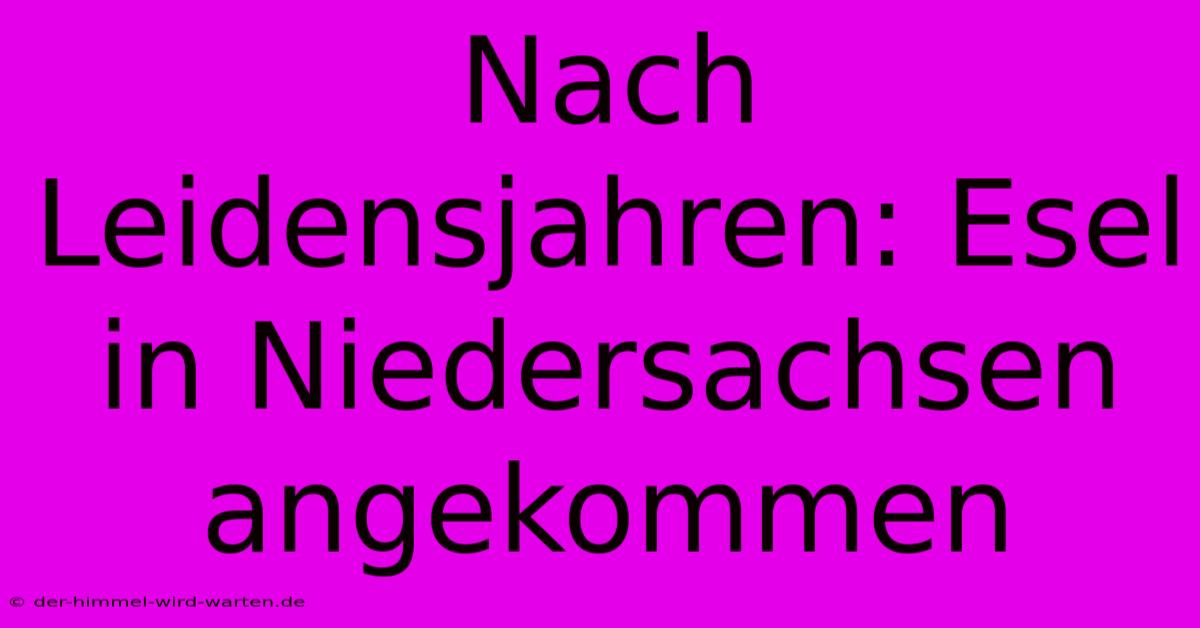 Nach Leidensjahren: Esel In Niedersachsen Angekommen