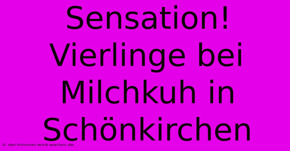 Sensation! Vierlinge Bei Milchkuh In Schönkirchen